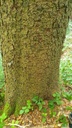 Harzfichte-Webseite-3_Easy-Resize.com_.jpg