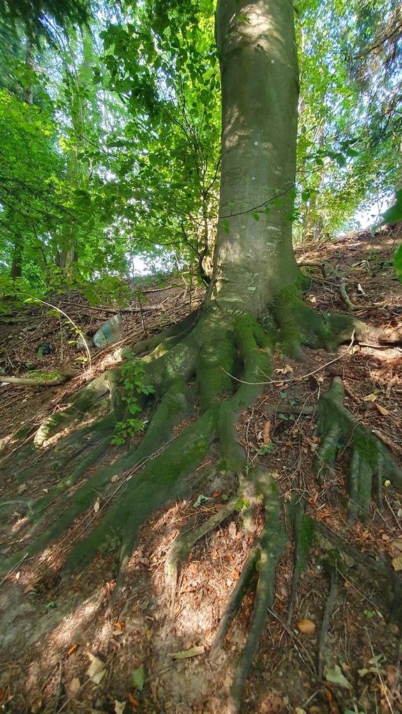 Marterpfahl-Webseite-2_Easy-Resize.com_.jpg