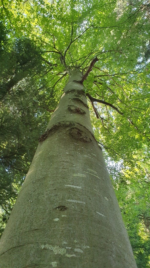 Marterpfahl-Webseite-4_Easy-Resize.com_.jpg