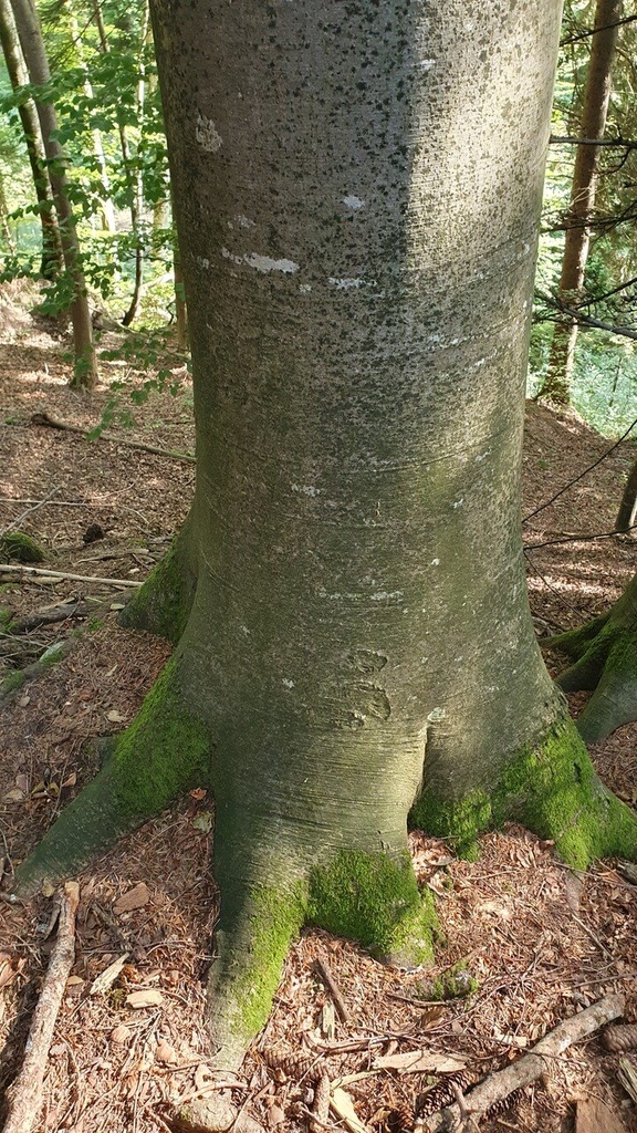 Doppelschranzbuche-Webseite-3_Easy-Resize.com_.jpg