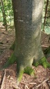 Doppelschranzbuche-Webseite-3_Easy-Resize.com_.jpg