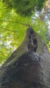 Doppelschranzbuche-Webseite-4_Easy-Resize.com_.jpg