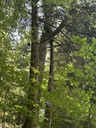 28-Eiche-mit-Spazierstock-5-Website-2_Easy-Resize.com_.jpg