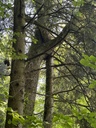28-Eiche-mit-Spazierstock-5-Website-3_Easy-Resize.com_.jpg