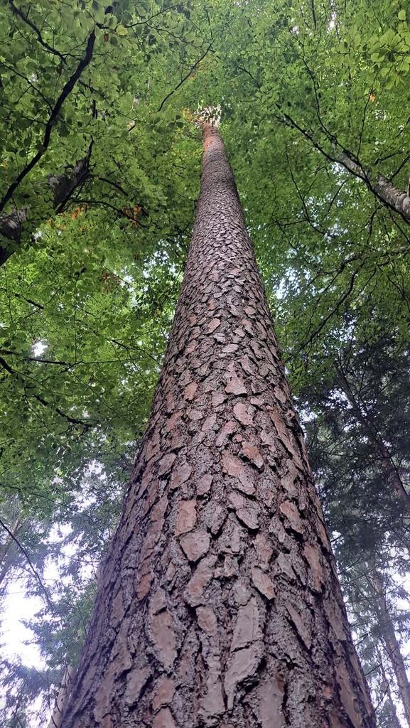 Kerzenfoehre-Web-3_Easy-Resize.com_.jpg