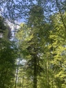 19-Tanne-Gigant-7-Website-4_Easy-Resize.com_.jpg