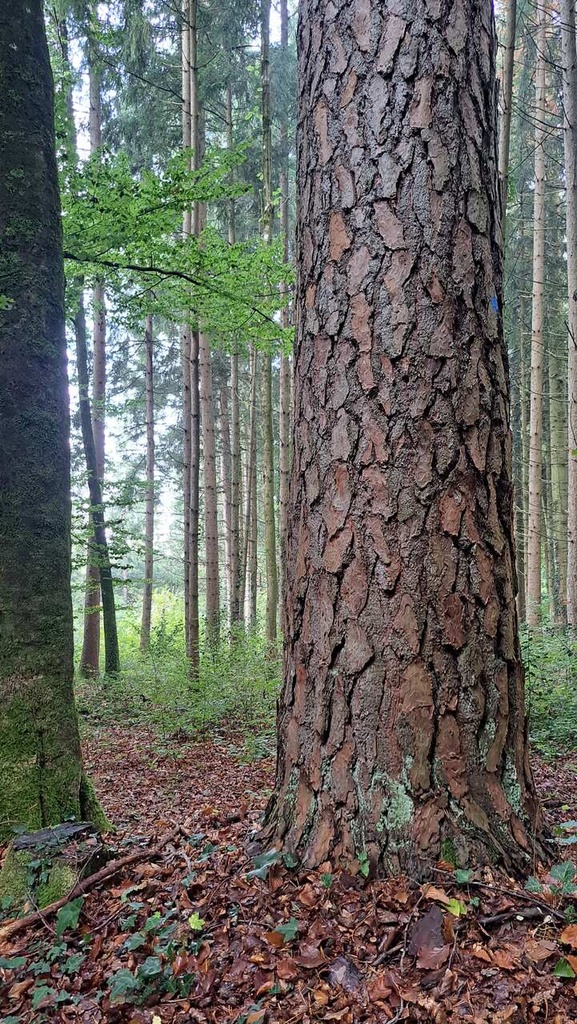 Kerzenfoehre-Web-4_Easy-Resize.com_.jpg