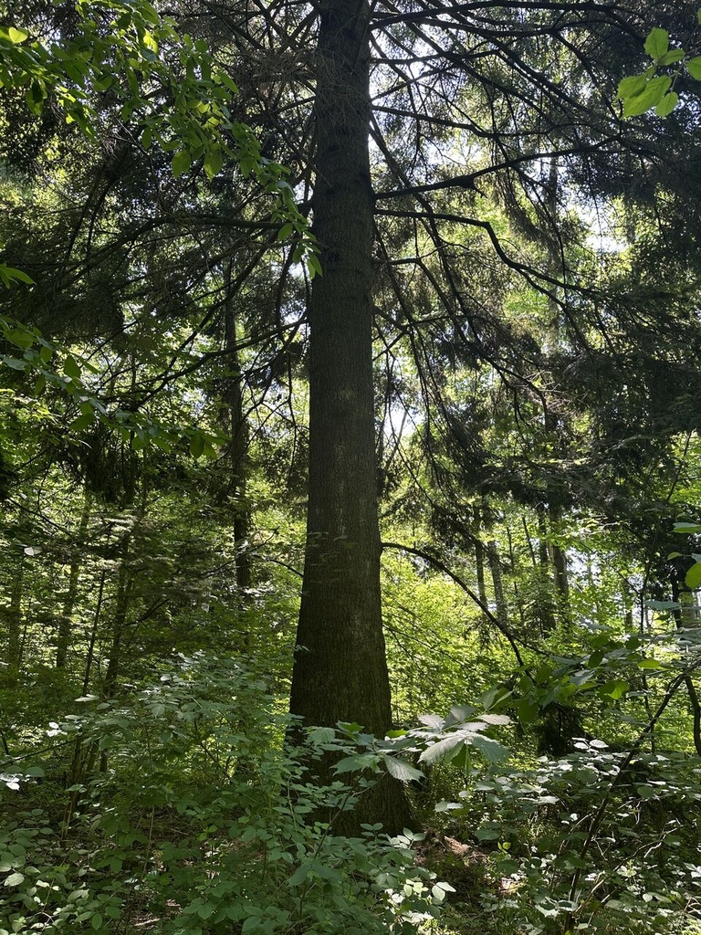 29-Tanne-Gruener-Riese-7Webseite-5_Easy-Resize.com_.jpg