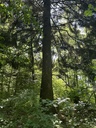 29-Tanne-Gruener-Riese-7Webseite-5_Easy-Resize.com_.jpg