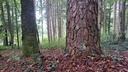 Kerzenfoehre-Web-5_Easy-Resize.com_.jpg