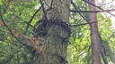 Guertelbaum_3_1500px.jpg