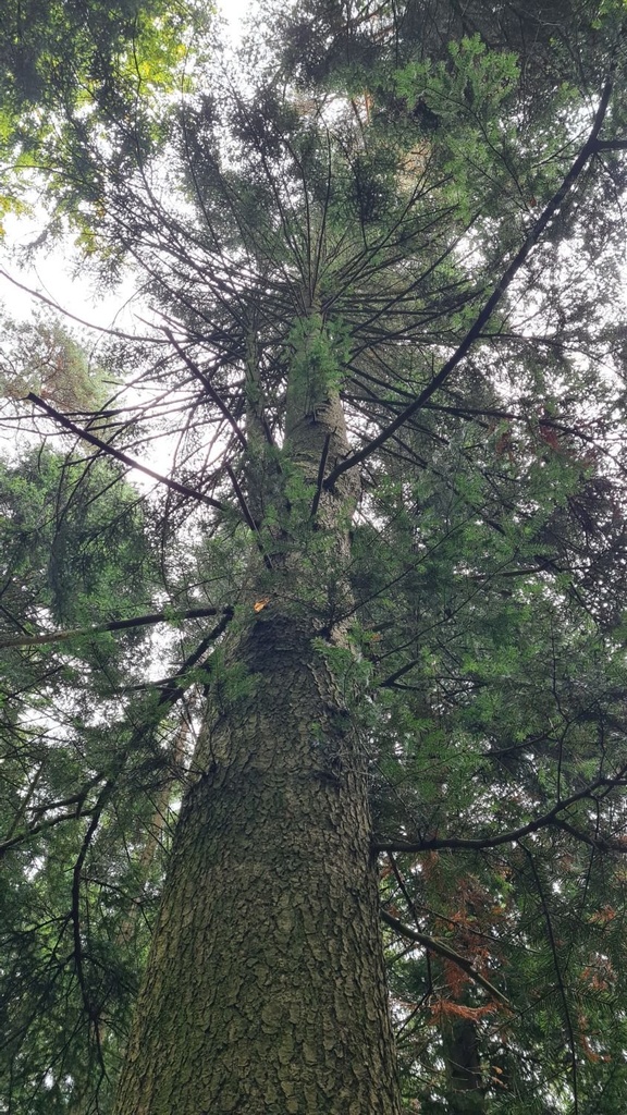 Guertelbaum_5_1500px.jpg