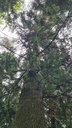 Guertelbaum_5_1500px.jpg