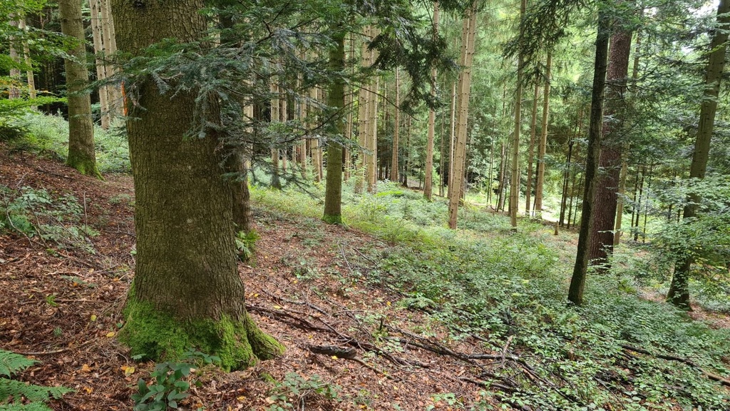 Guertelbaum_6_1500px.jpg
