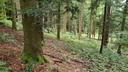 Guertelbaum_6_1500px.jpg