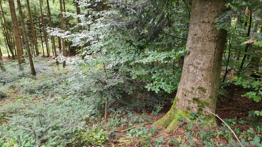 Wundsalbe_6_1500px.jpg