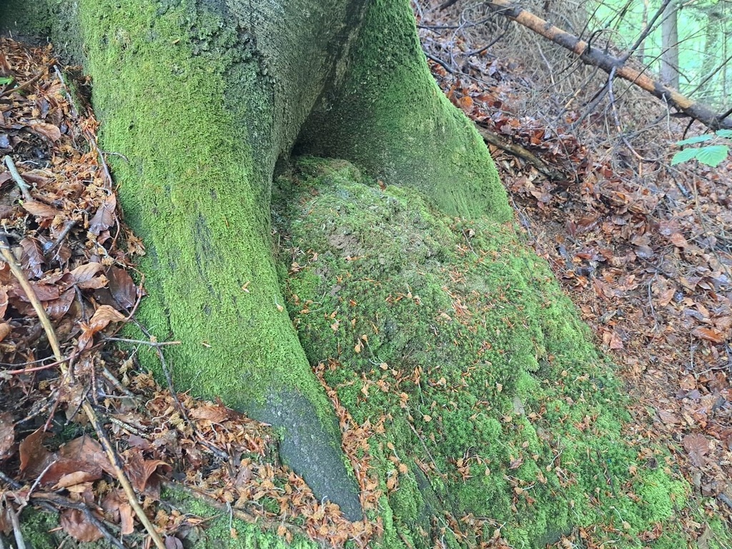 861021-8_Easy-Resize.com_.jpg