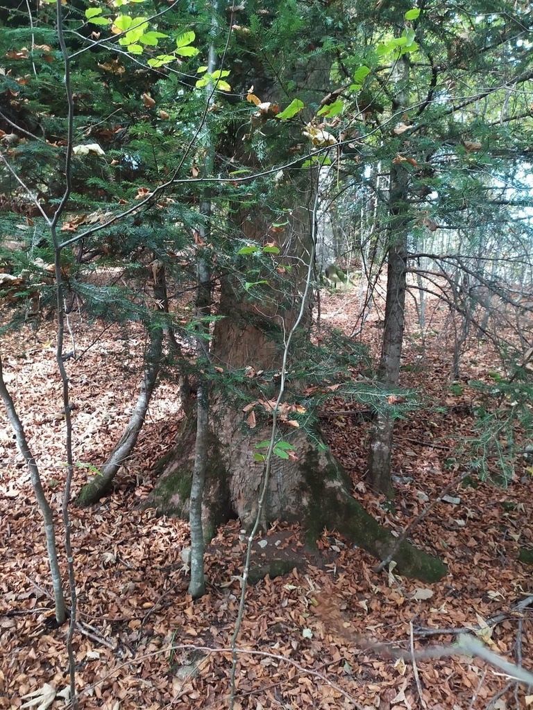 mimikri-14_Easy-Resize.com_.jpg