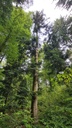 Stacheltanne_4_1500px.jpg