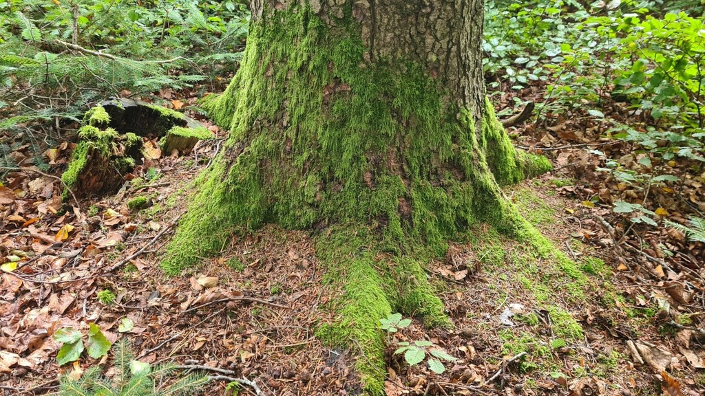 Stacheltanne_5_1500px.jpg