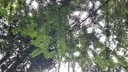 Stacheltanne_6_1500px.jpg