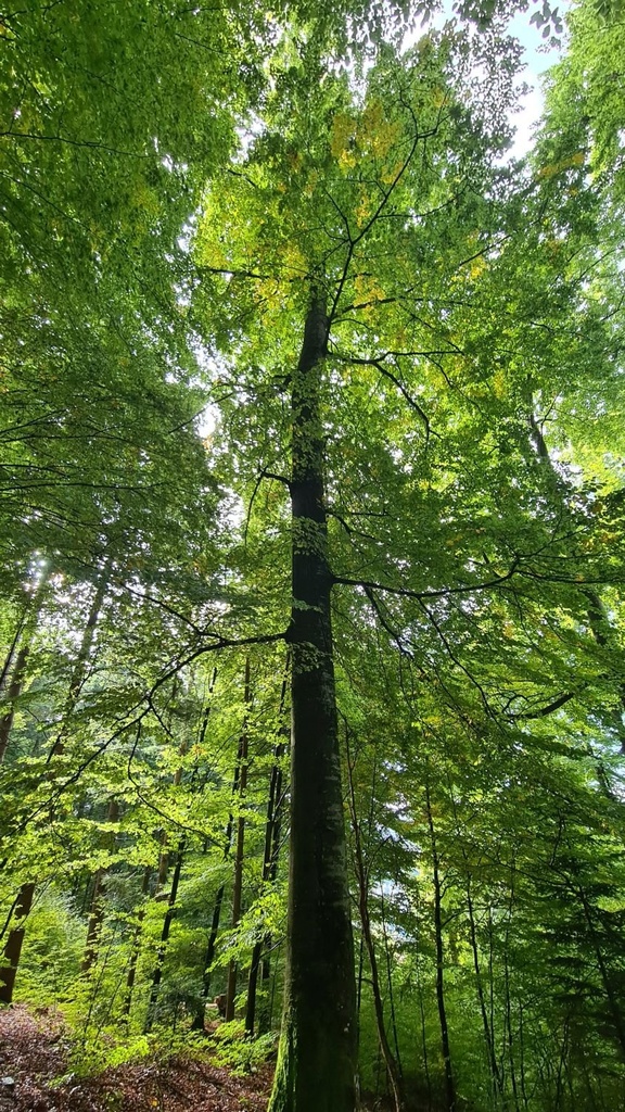 Zyklop_2_1500px.jpg