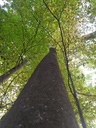 nashorn_Easy-Resize.com_.jpg