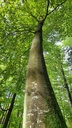 Zyklop_5_1500px.jpg