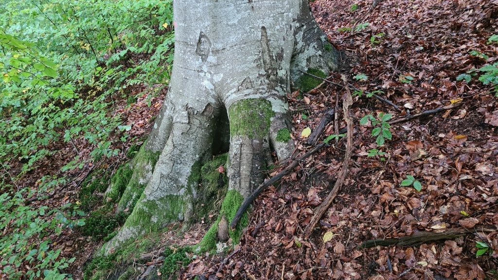 Zauberstab_4_1500px.jpg