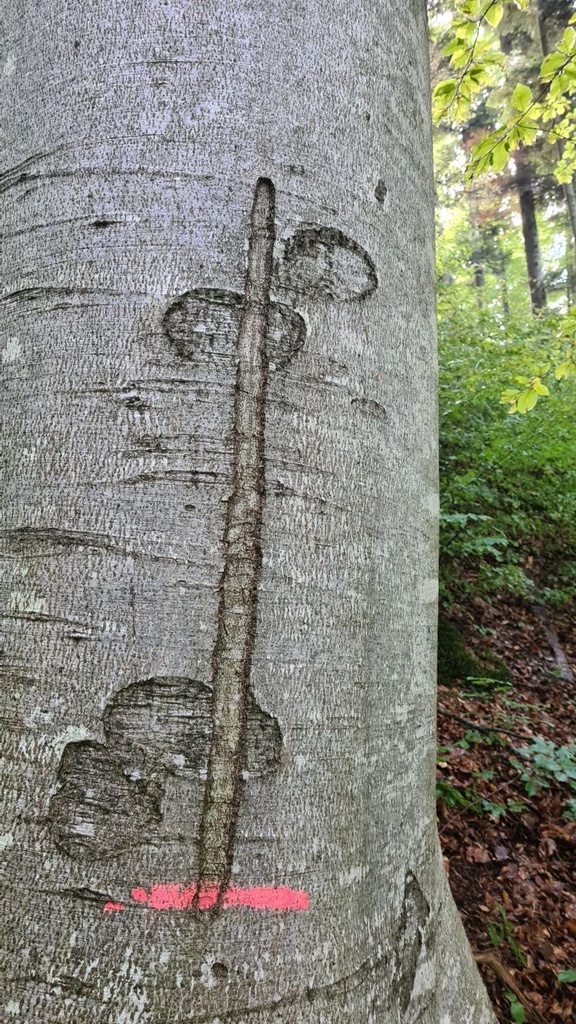 Zauberstab_5_1500px.jpg