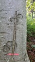 Zauberstab_5_1500px.jpg