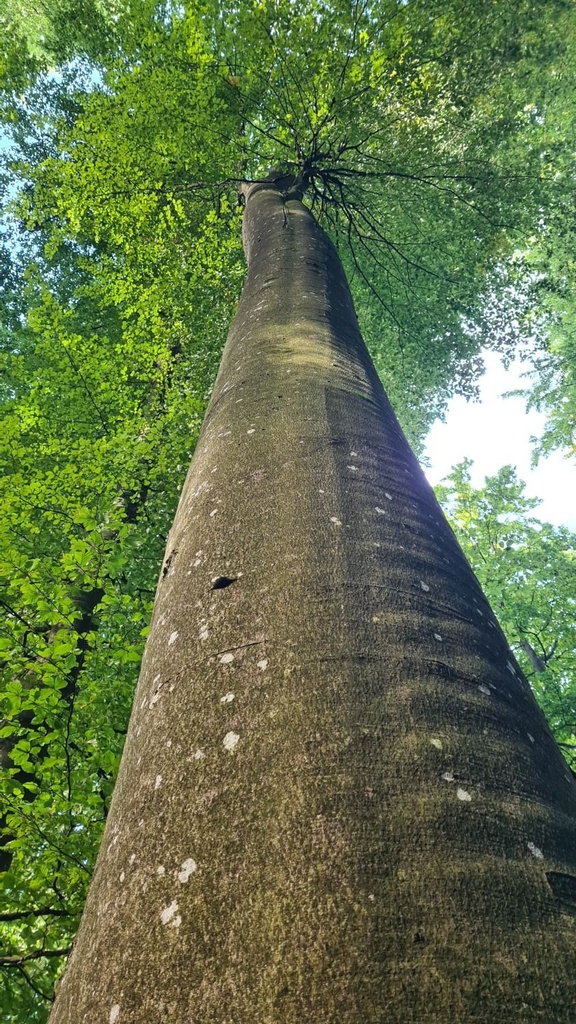 Zauberstab_6_1500px.jpg