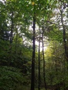 dalmatiner_Easy-Resize.com_.jpg