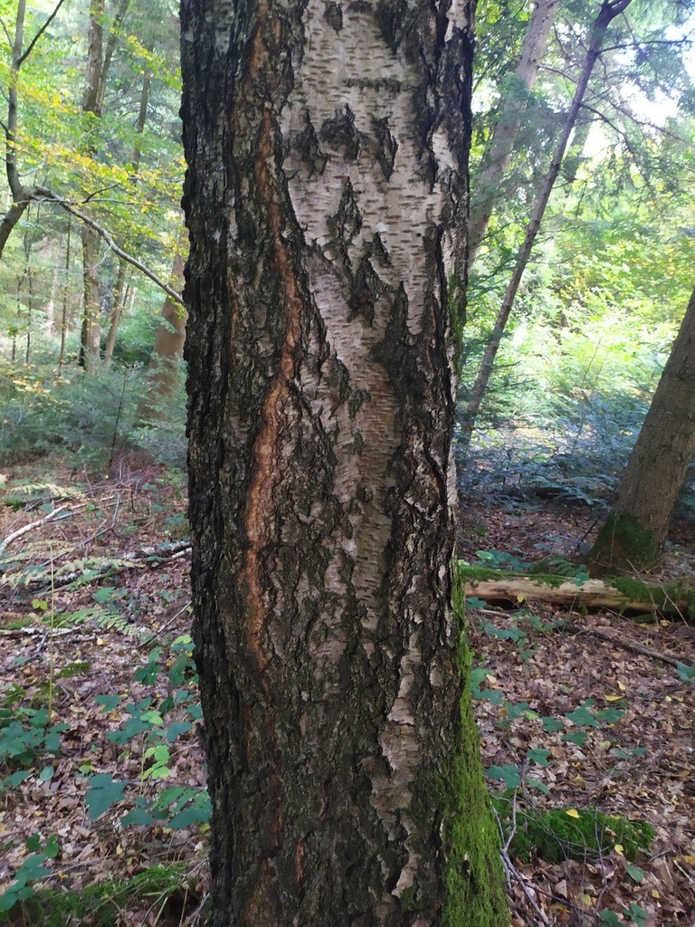irrlicht_Easy-Resize.com_.jpg