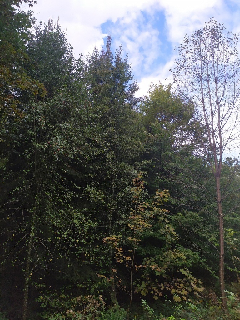 der-schlanke_Easy-Resize.com_.jpg