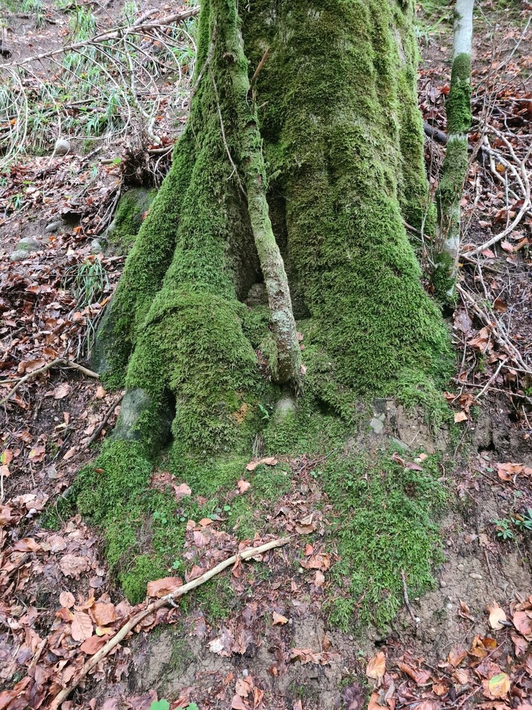 Schraubfundament_4_1500px.jpg
