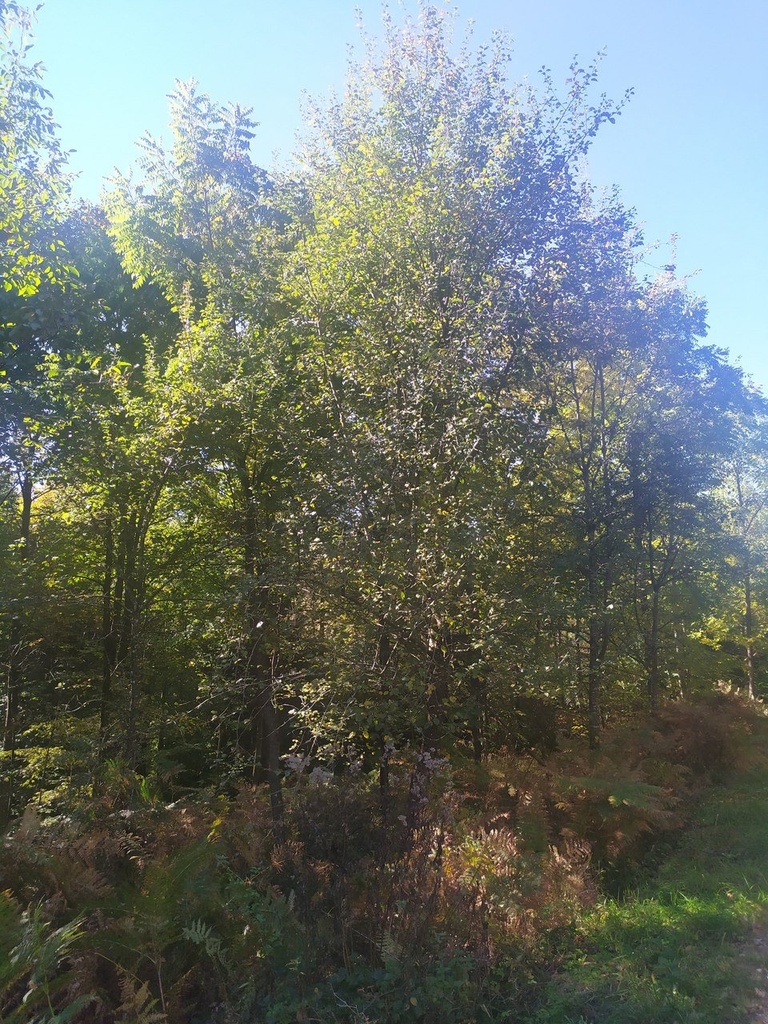 1665214456033_Easy-Resize.com_.jpg