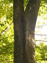 sirene_Easy-Resize.com_.jpg