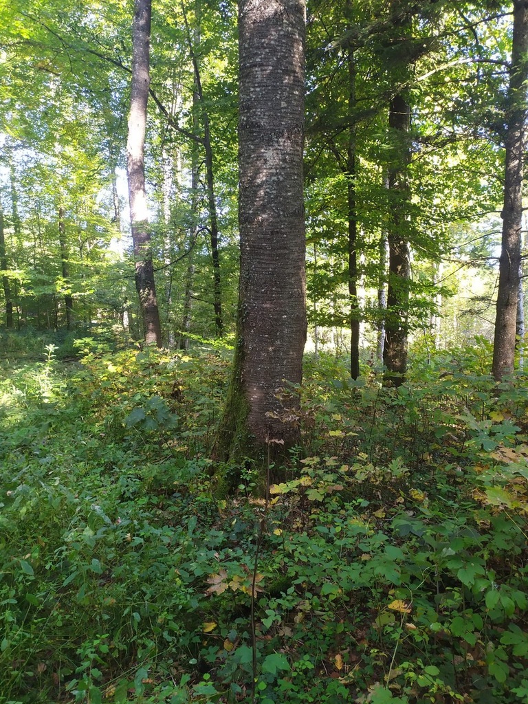 1665215939658_Easy-Resize.com_.jpg