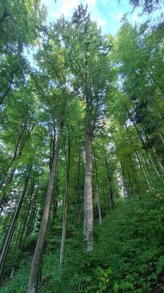 Doppelruessel_2_1500px.jpg