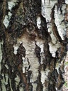 pollock_Easy-Resize.com_-1.jpg