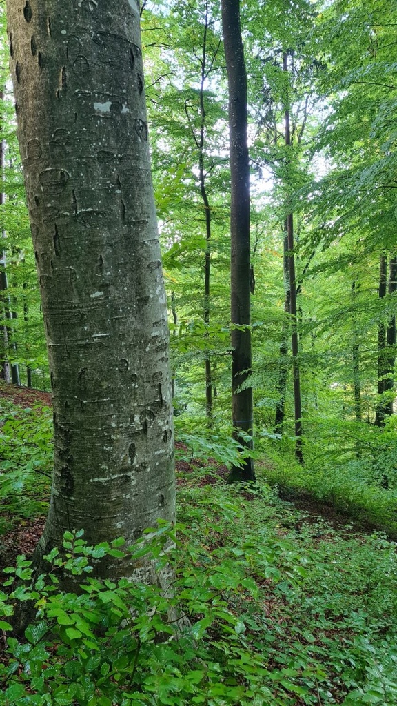 Doppelruessel_6_1500px.jpg