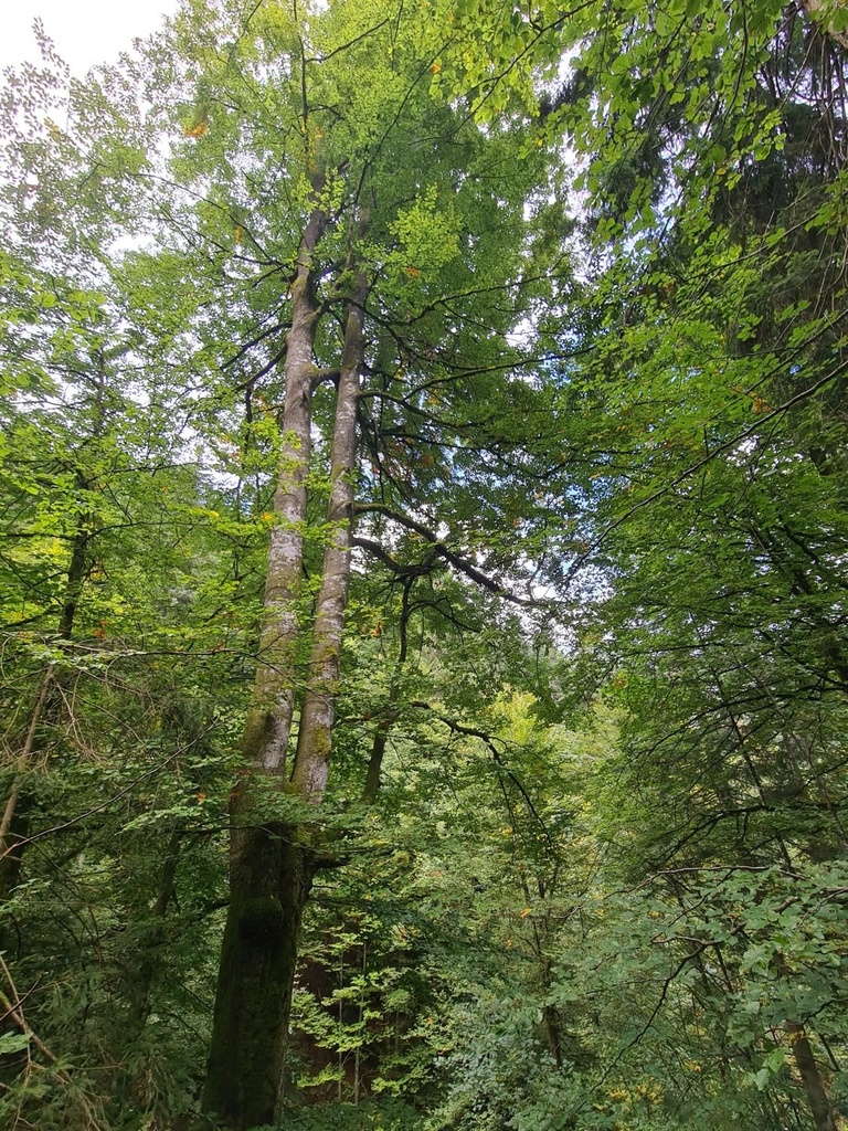 Zweistaemmer_2_1500px.jpg