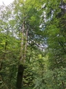 Zweistaemmer_2_1500px.jpg