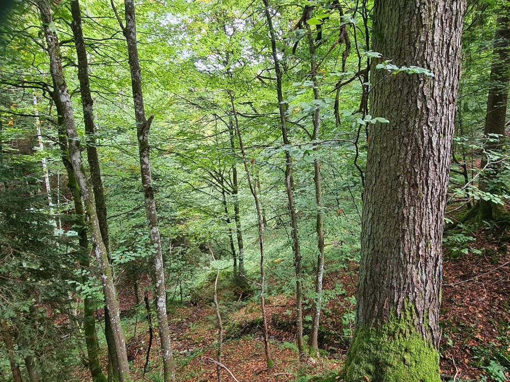 Kaktus_4_1500px.jpg