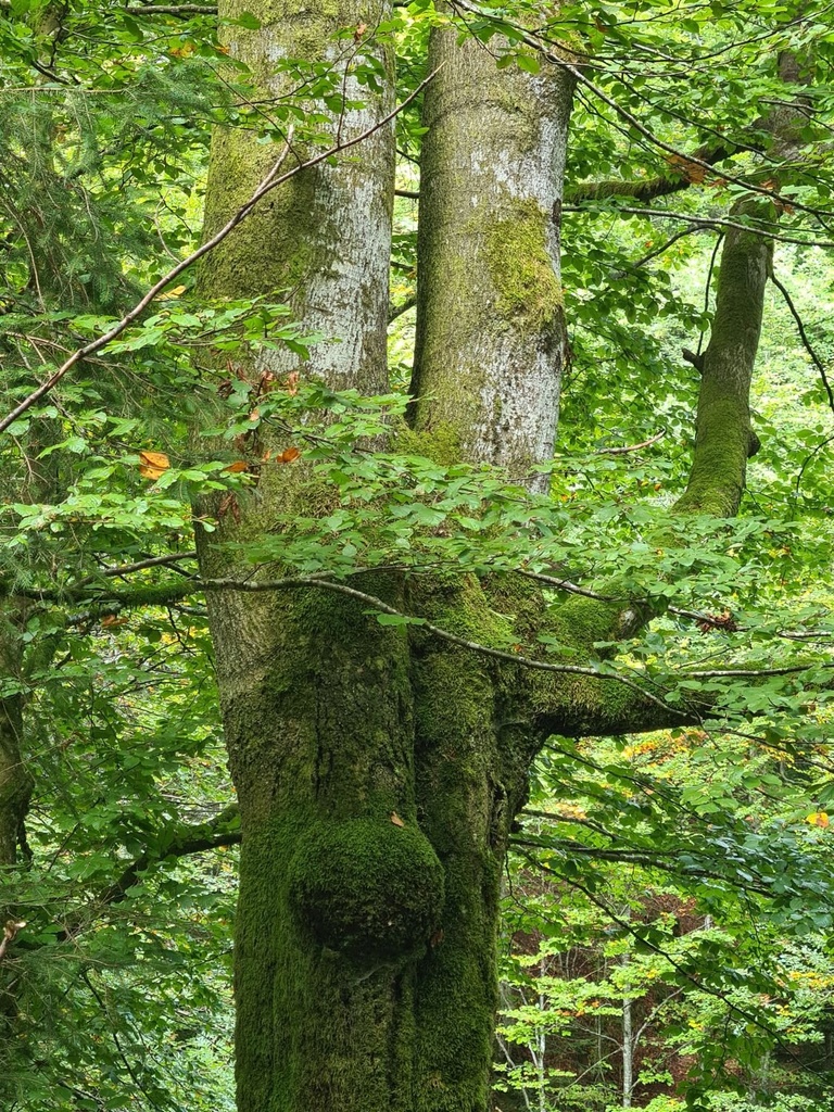 Zweistaemmer_4_1500px.jpg