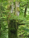Zweistaemmer_4_1500px.jpg