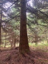 Maerlitanne-5_Easy-Resize.com_.jpg