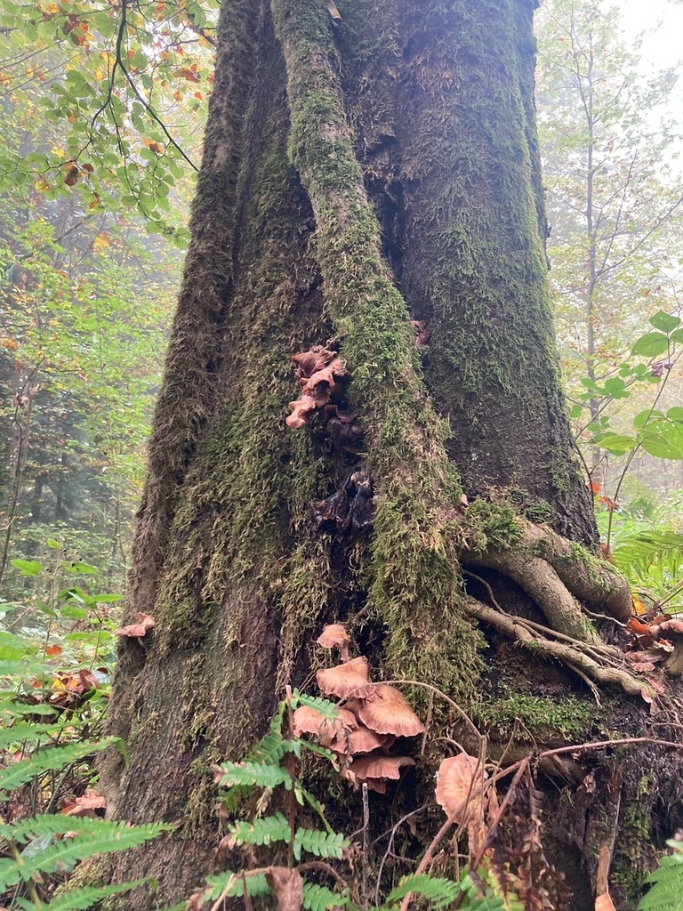 The-Mushroom-4_Easy-Resize.com_.jpg