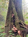 The-Mushroom-4_Easy-Resize.com_.jpg